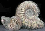 Iridescent Ammonite Fossils Mounted In Shale - x #38220-2